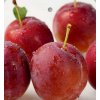 Slivkomarhuľa Queen Elizabeth červ. s oranž. dužinou, stredne neskorá, kont.  Prunus x hybrida 'Queen Elizabeth'