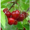 Višňa Sabina skorá, samoopelivá, voľnokorenná  Prunus cerarus 'Sabina'