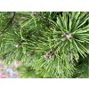 Borovica pyrenejská 80/100cm  Pinus Uncinata