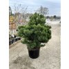 Borovica pyrenejská 80/100cm  Pinus Uncinata