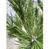 Borovica lesná 175/200cm  Pinus Sylvestris