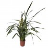 Cymbídia mix farieb  Cymbidium