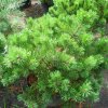 Borovica horská Klostergrun 20/25cm  Pinus mugo Klostergrun