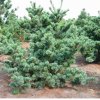 Borovica málokvetá Negishi 40-50cm, C7,5  Pinus parviflora Negishi