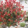 Červienka fraserova Little red Robin clt3  Photinia fraseri Little red Robin