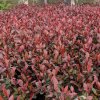Červienka fraserova Little red Robin clt3  Photinia fraseri Little red Robin