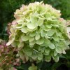 Hortenzia metlinatá Little Lime 25-30cm, 1,5l  Hydrangea paniculata
