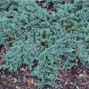 Borievka rozprestrená Ice Blue 2l  Juniperus horizontalis ´Ice Blue´