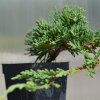 Borievka rozprestrená Ice Blue 2l  Juniperus horizontalis ´Ice Blue´