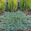 Borievka rozprestrená Ice Blue 2l  Juniperus horizontalis ´Ice Blue´