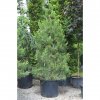 Borovica čierna austriaca 150-175cm kont. Exclusive  Pinus nigra austriaca