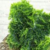 Cypruštek tupolistý Nana Aurora, na kmienku 40 cm, v črepníku  Chamaecyparis obtusa Nana Aurora