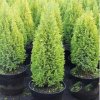 Cypruštek Lawsonov Ellwoodii Gold  Chamaecyparis lawsoniana Ellwoodii Gold