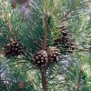 Borovica lesná 60/80cm  Pinus sylvestris