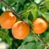 Marhuľa Early Orange, stredne skorá, samoopelivá, kont.  Prunus armeniaca Early Orange