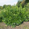Vavrínovec lekársky Novita 2/3l 20-30cm  Prunus llaurocerasus Novita