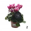 Cyklamen  Cyclamen