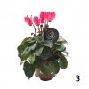 Cyklamen  Cyclamen