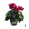 Cyklamen  Cyclamen