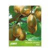 Kiwi Jenny 2l/P17 samoopelivé  Actinidia delic. Jenny