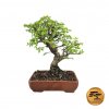 Bonsai Zelkova Nire