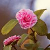 Kamélia jap. Triumfans 0,5l  Camellia japonica Tricolor