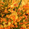 Prútnatec oranžový Apricot Gem k9  Cytisus praecox Apricot Gem