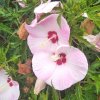 Ibištek bahenný Fujin bielo-ružový 4l  Hibiscus moscheutos Fujin