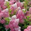 Hortenzia metlinatá Vanille Fraise bielo-ružová 2l  Hydrangea paniculata Vanille Fraise