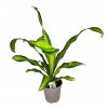 Dracena Frag Charley