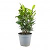 Vavrin pravý (Bobkový list) 1,5l 30-35cm  Laurus nobilis