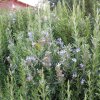Rozmarín lekársky, v črepníku 1,5l/P14  Rosmarinus officinalis