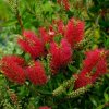 Tycinkovec kopijovitolistý 3l  Callistemon Laevis