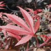 Javor dlaňolistý atropurpureum 20/30cm, 2,5l  Acer palmatum Atropurpureum