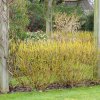 Drieň výbežkatý 'Flaviramea' 5l, 40/60cm  Cornus stolonifera 'Flaviramea'
