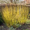 Drieň výbežkatý 'Flaviramea' 2,5l, 20/30cm  Cornus stolonifera 'Flaviramea'