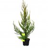 Cyprusovec leylandský 'Castlewellan Gold', 40/60cm  Cupressocyparis leylandii 'Castlewellan Gold'