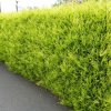 Cyprusovec leylandský 'Castlewellan Gold', 40/60cm  Cupressocyparis leylandii 'Castlewellan Gold'