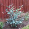 Eukalyptus gunnii 30-35cm  Eucalyptus
