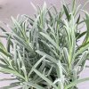 Levandula lekárska 1,5/2l  Levandula angustifolia