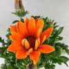 Trvalka gazánia 1,5l  Gazania