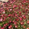 Trvalka Lomikameň/ Saxifraga 2l