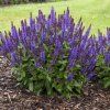 Trvalka Šalvia Hájna fialová k9  Salvia nemorosa Caradona