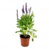 Trvalka Šalvia Hájna fialová k9  Salvia nemorosa Caradona