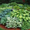 Hosta mix