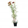 Rebríček obyčajný 'Paprika', v črepníku K9  Achillea