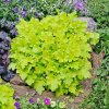 Heuchera Lime Marmelade C1