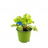 Trvalka Heuchera Lime Marmelade C1