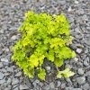 Trvalka Heuchera Lime Marmelade C1