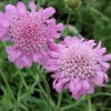 Hlaváč K9 ružový  Scabiosa
